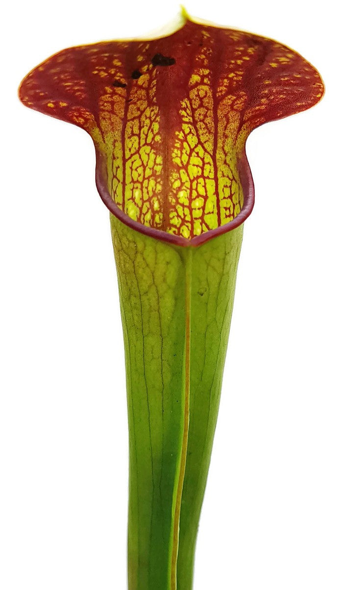 Sarracenia Minor var. Minor X Flava var. Atropurpurea