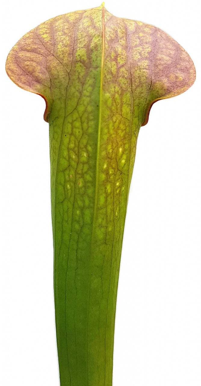 Sarracenia Minor var. Minor X Flava var. Atropurpurea