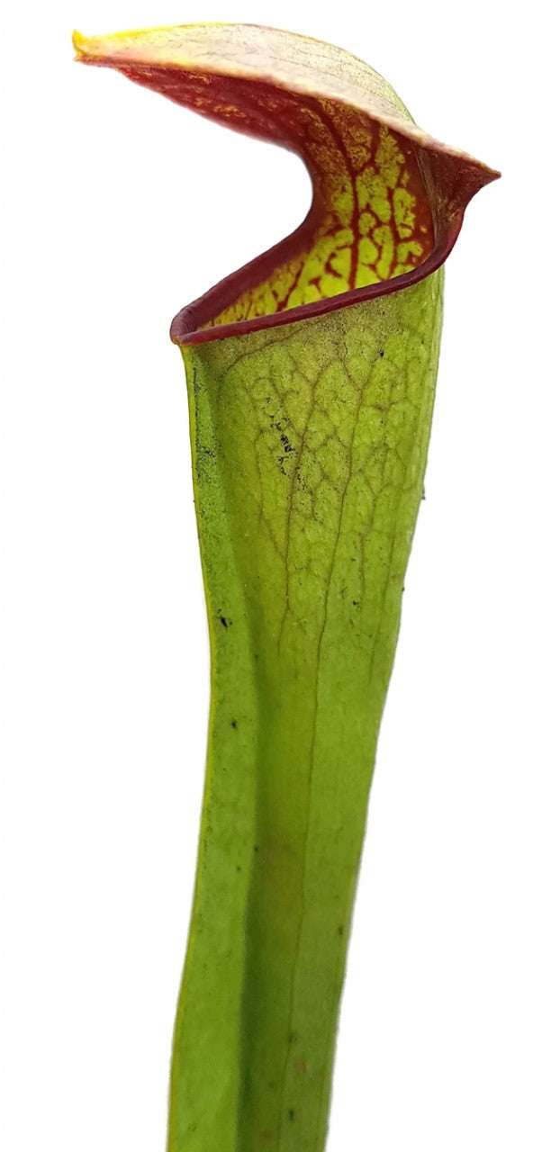 Sarracenia Minor var. Minor X Flava var. Atropurpurea