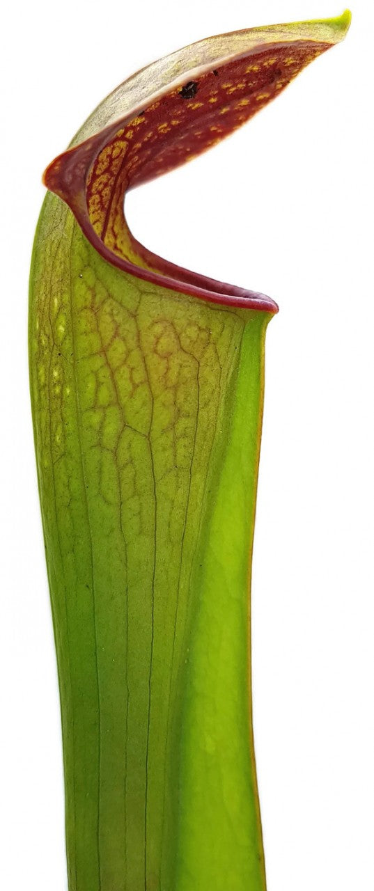 Sarracenia Minor var. Minor X Flava var. Atropurpurea