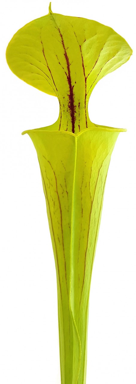 Sarracenia Flava var. Flava  &quot;Culture&quot;