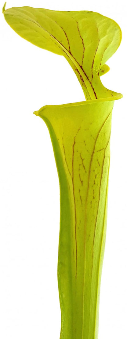 Sarracenia Flava var. Flava  &quot;Culture&quot;