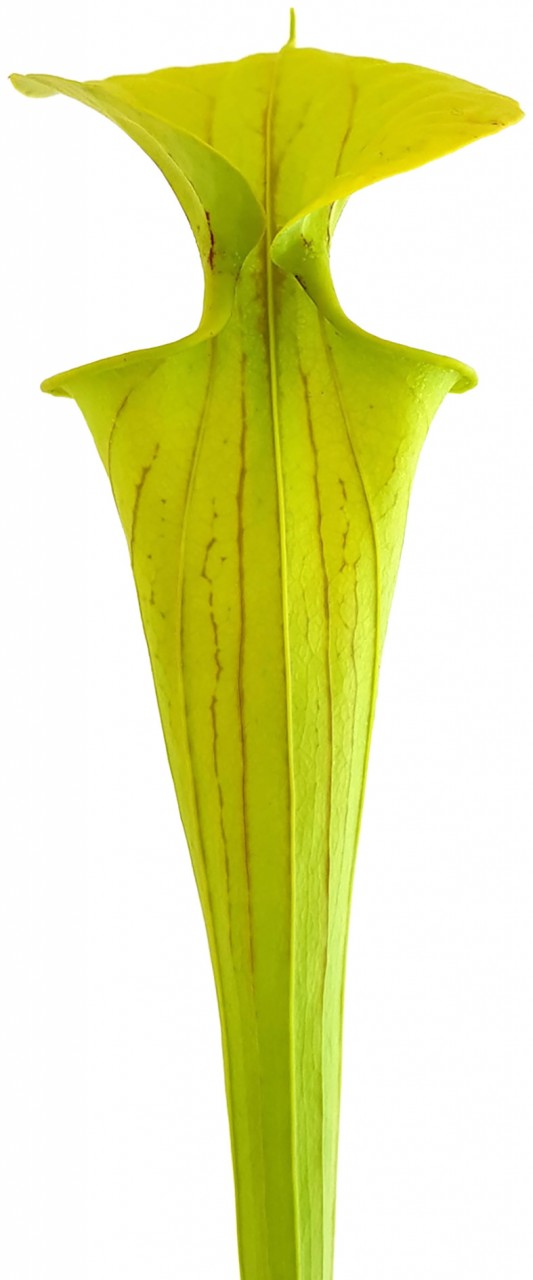 Sarracenia Flava var. Flava  &quot;Culture&quot;