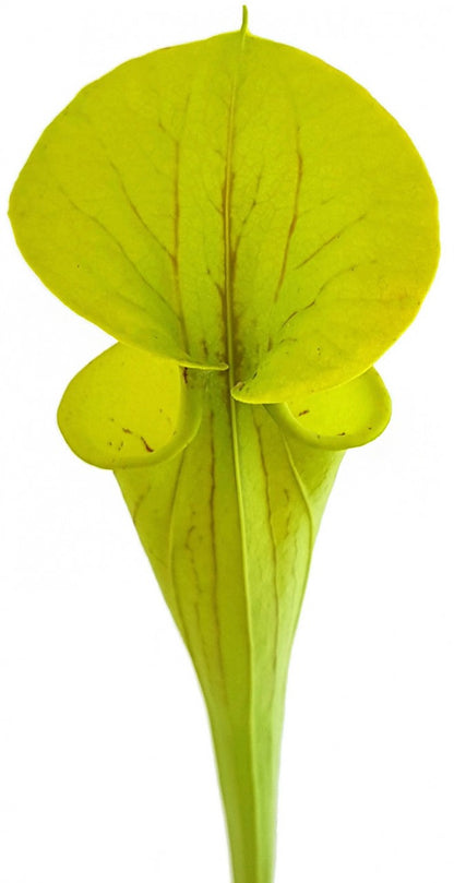 Sarracenia Flava var. Flava  &quot;Culture&quot;