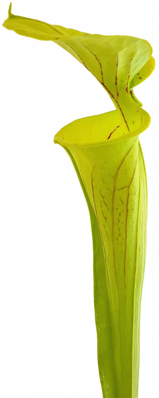 Sarracenia Flava var. Flava  &quot;Culture&quot;