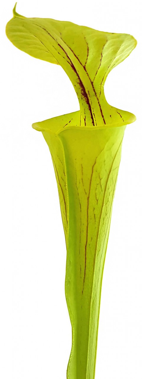 Sarracenia Flava var. Flava  &quot;Culture&quot;