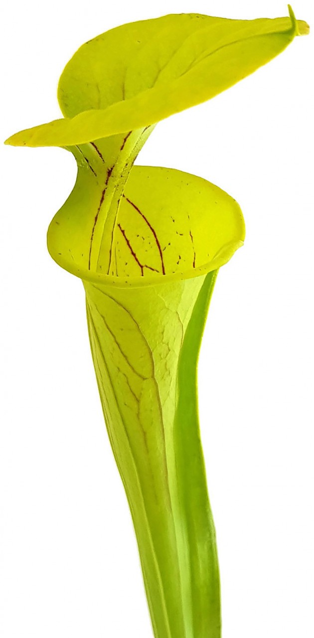 Sarracenia Flava var. Flava  &quot;Culture&quot;