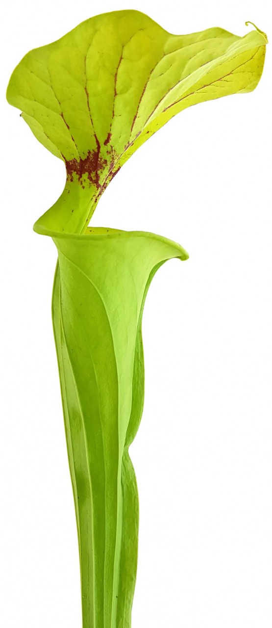 Sarracenia Flava var. Flava - ICPS Samen - seedgrown FB FF01