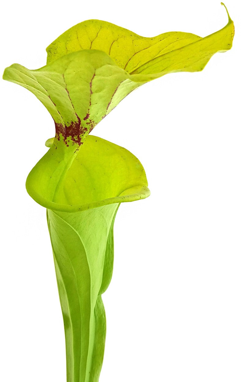 Sarracenia Flava var. Flava - ICPS Samen - seedgrown FB FF01