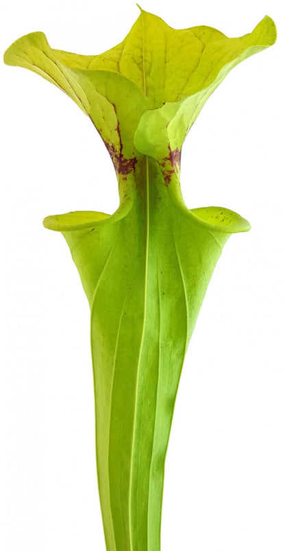 Sarracenia Flava var. Flava - ICPS Samen - seedgrown FB FF01