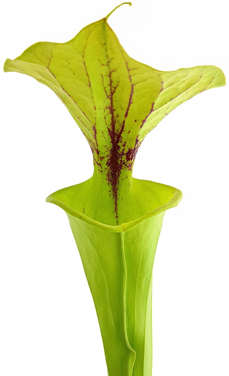 Sarracenia Flava var. Flava - ICPS Samen - seedgrown FB FF01