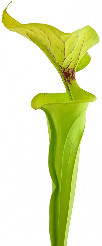 Sarracenia Flava var. Flava - ICPS Samen - seedgrown FB FF01