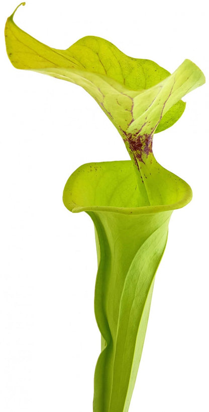 Sarracenia Flava var. Flava - ICPS Samen - seedgrown FB FF01