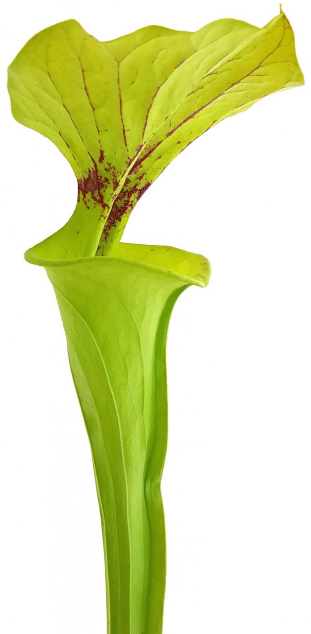 Sarracenia Flava var. Flava - ICPS Samen - seedgrown FB FF01