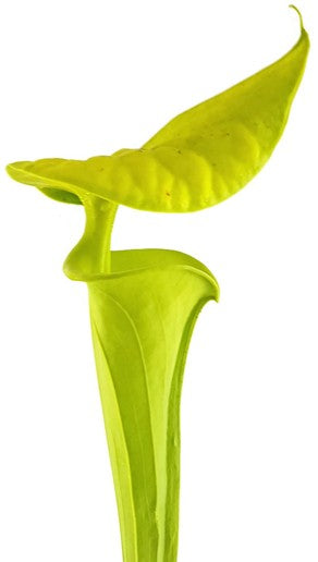 Sarracenia Flava var. Maxima "Tall Form"; "All Green"