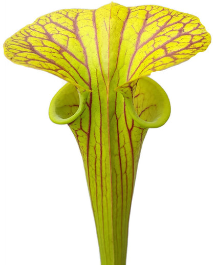 Sarracenia Flava var. Ornata Klon 1