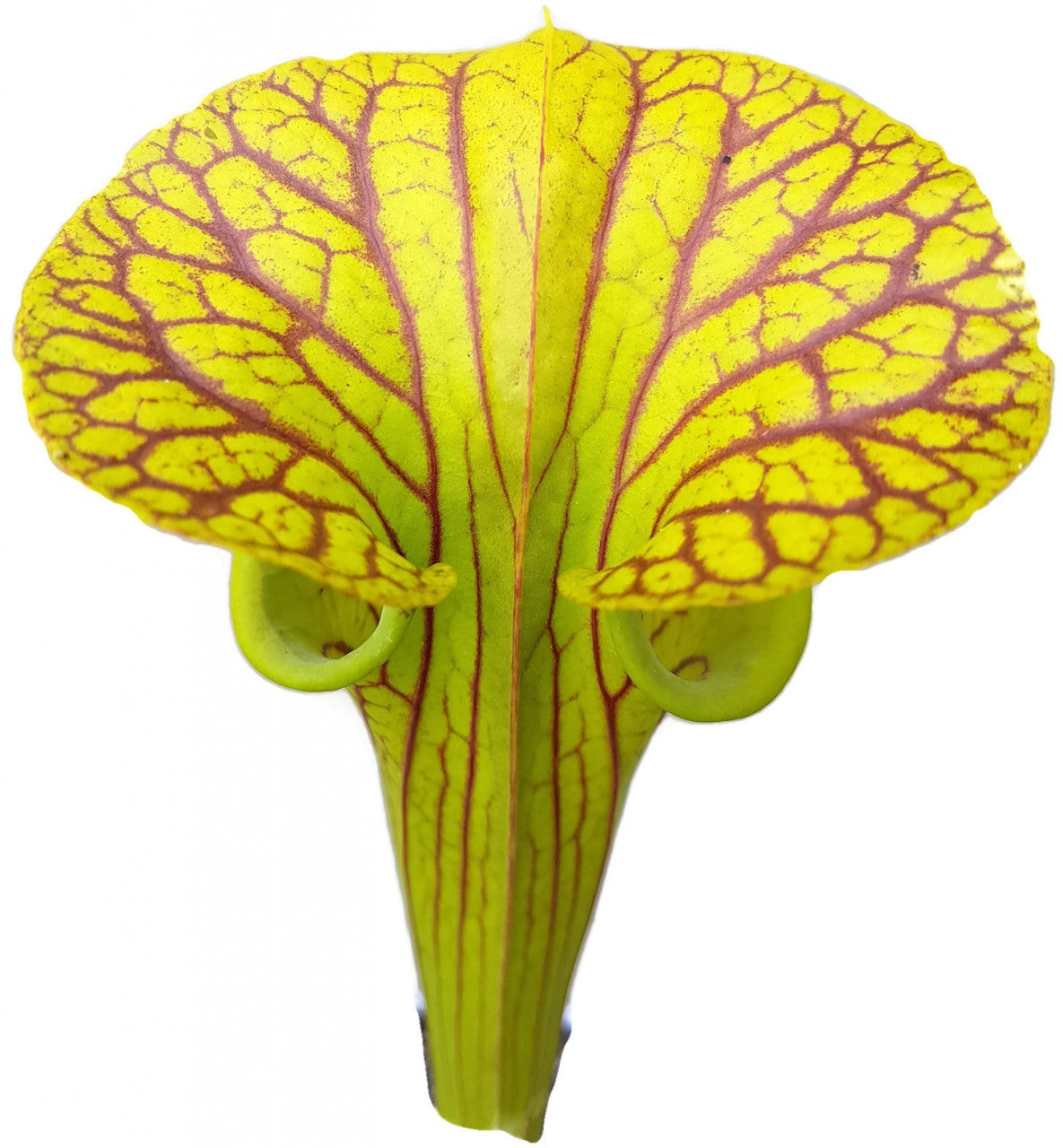 Sarracenia Flava var. Ornata Klon 1