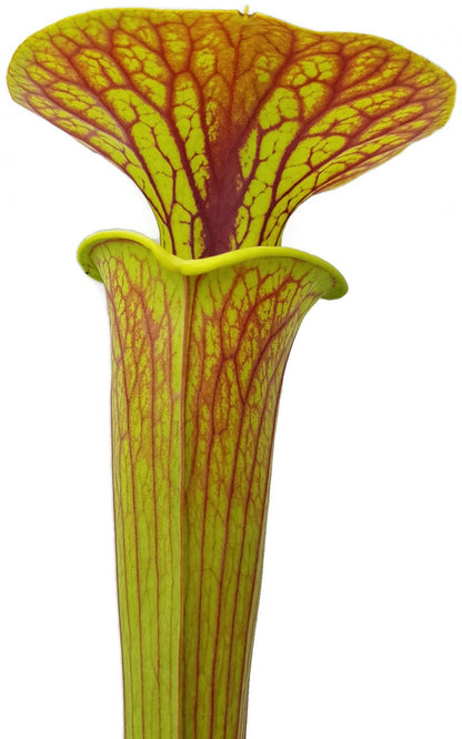 Sarracenia Flava var. Ornata Klon 1