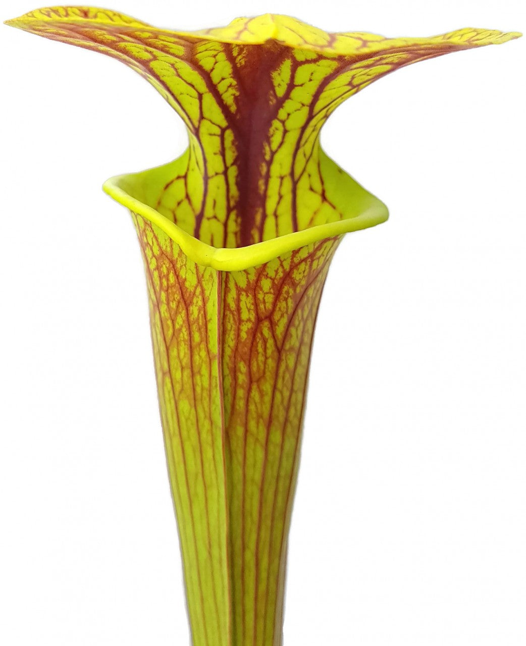 Sarracenia Flava var. Ornata Klon 1