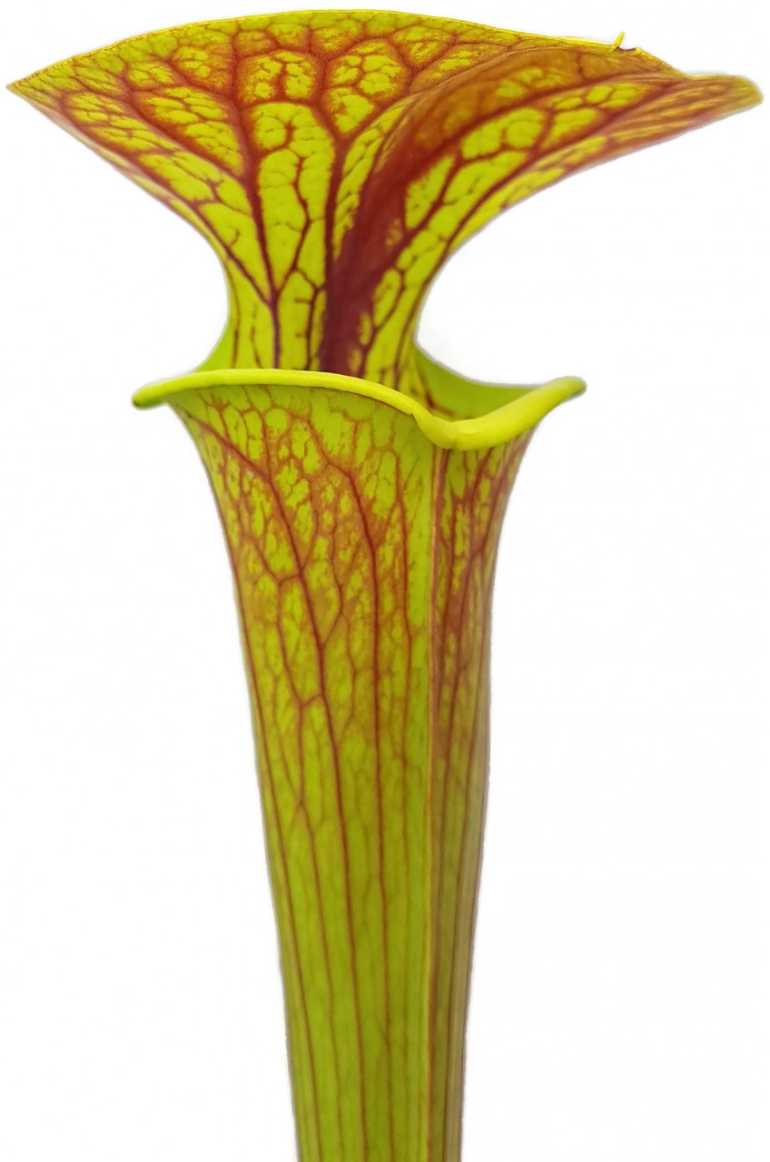 Sarracenia Flava var. Ornata Klon 1