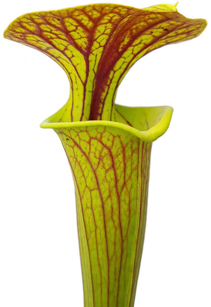 Sarracenia Flava var. Ornata Klon 1