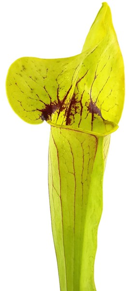 Sarracenia X Catesbaei (Flava x Puprurea) Klon 2