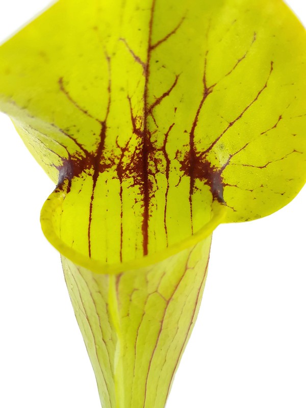 Sarracenia X Catesbaei (Flava x Puprurea) Klon 2