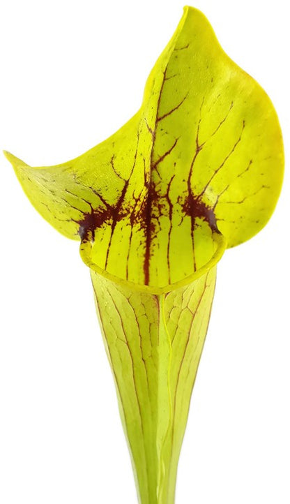 Sarracenia X Catesbaei (Flava x Puprurea) Klon 2