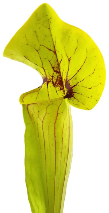 Sarracenia X Catesbaei (Flava x Puprurea) Klon 2