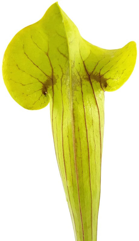 Sarracenia X Catesbaei (Flava x Puprurea) Klon 2