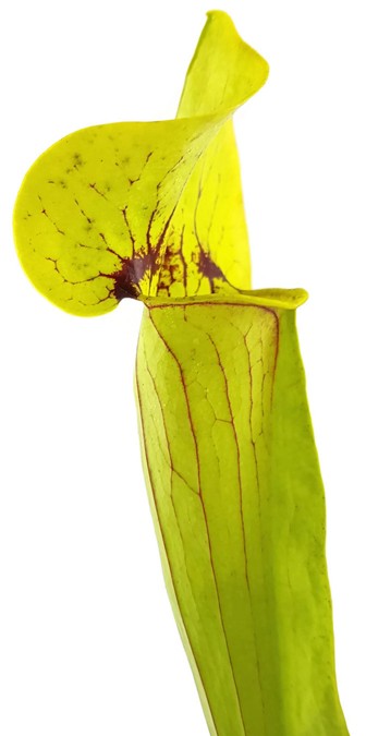 Sarracenia X Catesbaei (Flava x Puprurea) Klon 2