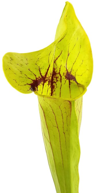 Sarracenia X Catesbaei (Flava x Puprurea) Klon 2