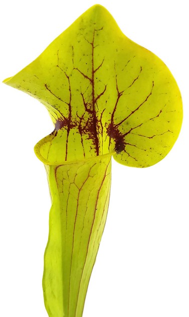 Sarracenia X Catesbaei (Flava x Puprurea) Klon 2