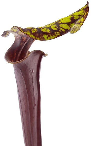 Sarracenia Flava var. Rubricorpora -Liberty Co Florida MK F30