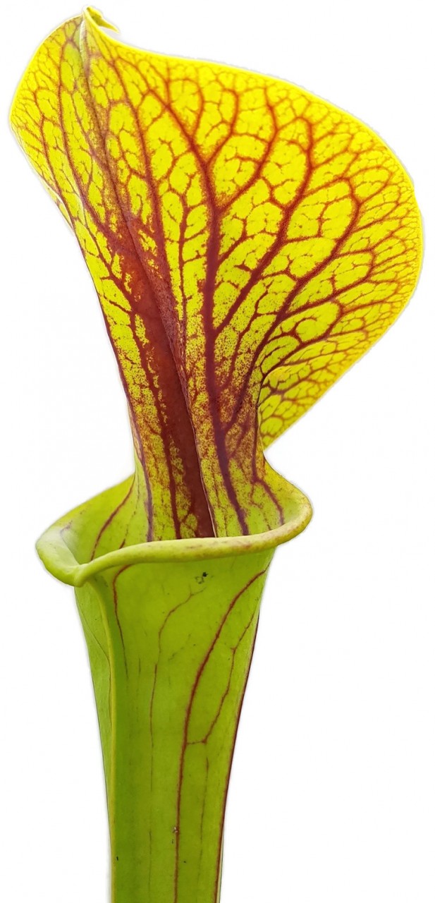Sarracenia Flava var. Ornata "Superornata"