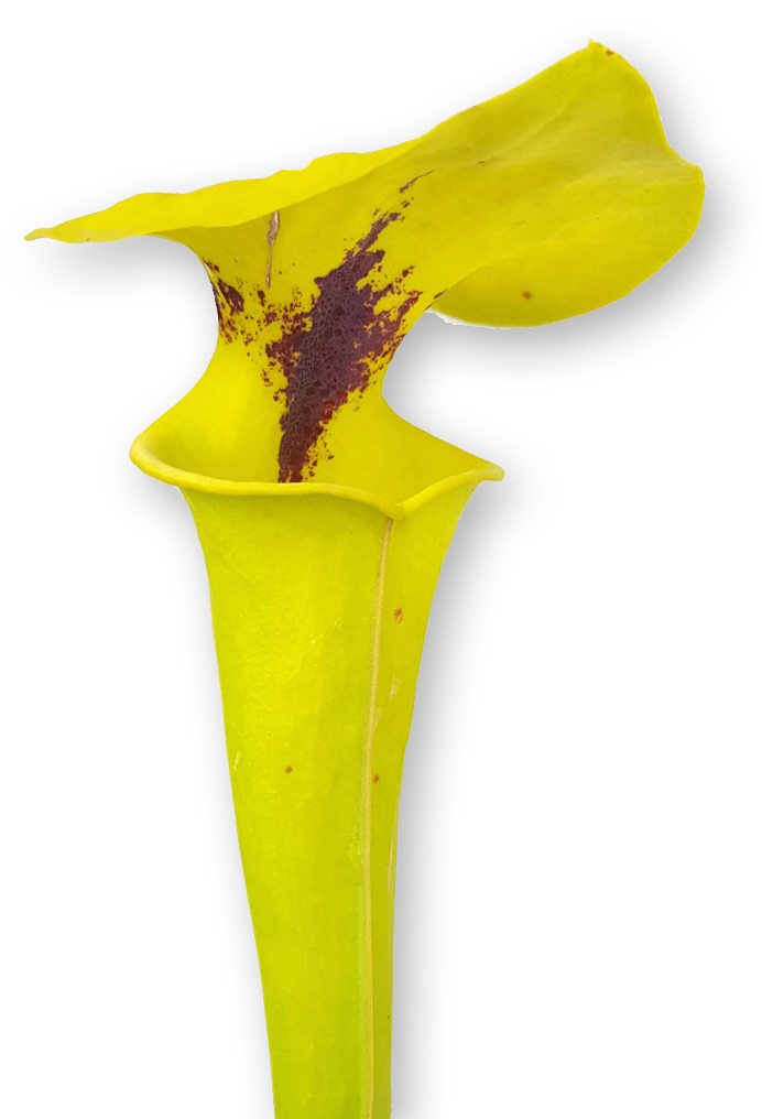 Sarracenia Flava var. Rugelii