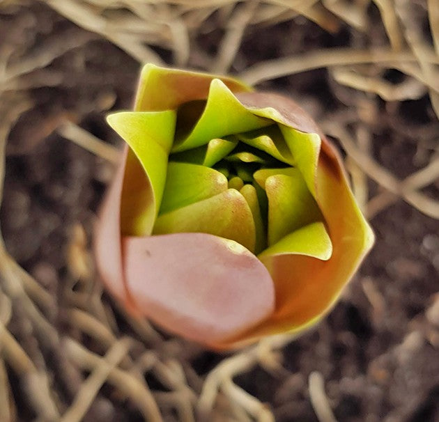 Fritillaria imperialis - Kaiserkrone