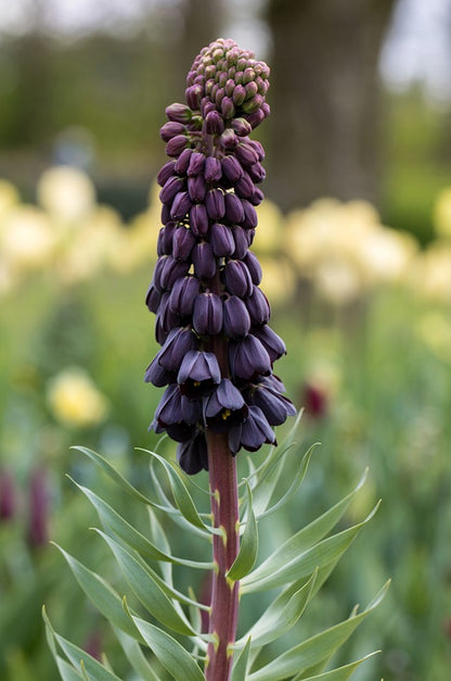 Fritillaria persica - persische Kaiserkrone