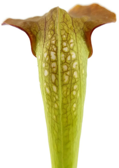 Sarracenia X &quot;Frogman&quot;