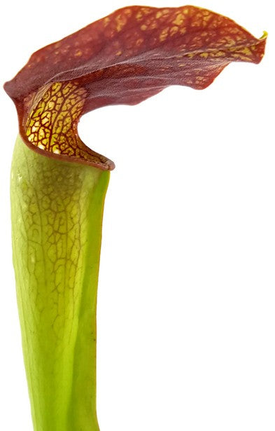 Sarracenia X "Frogman"