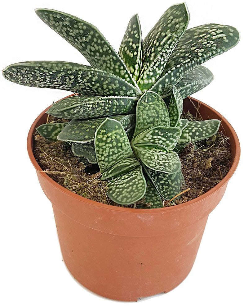 Gasteria bicolor Minor - Sukkulente