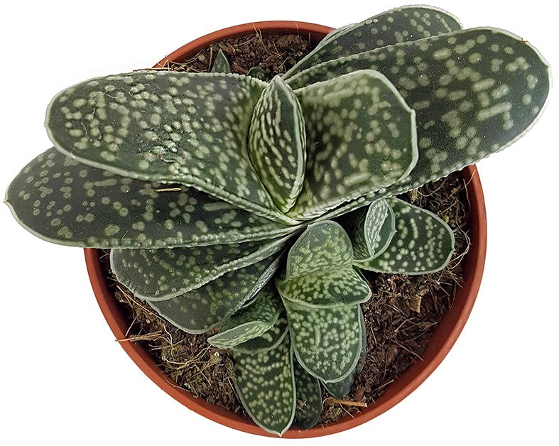 Gasteria bicolor Minor - Sukkulente