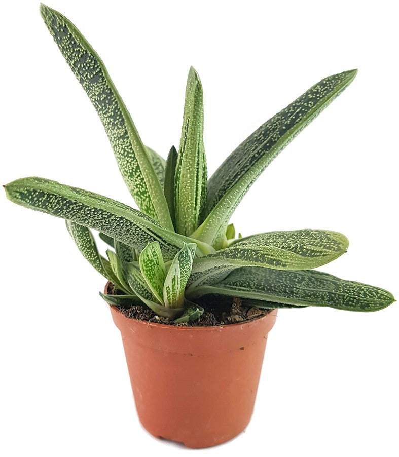 Gasteria &quot;Dragon Skin&quot; - Sukkulente