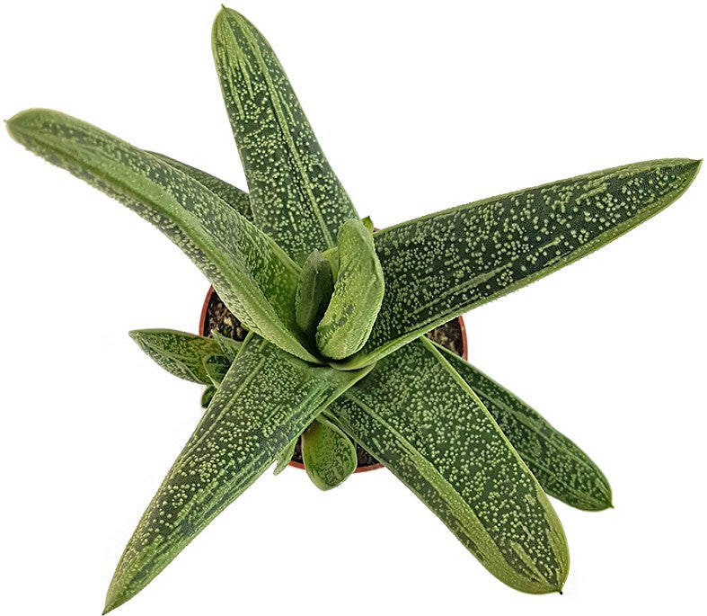 Gasteria &quot;Dragon Skin&quot; - Sukkulente