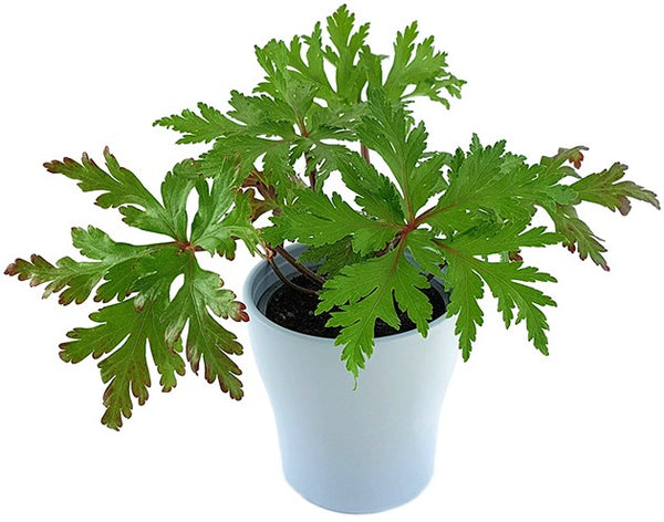 Geranium maderense