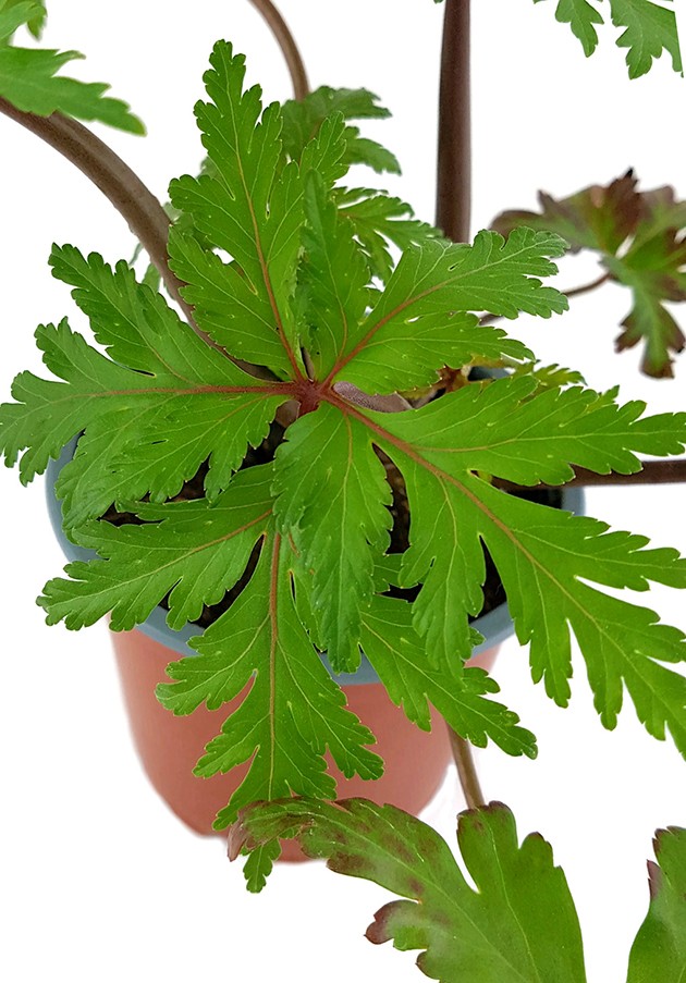 Geranium maderense - Madeira Storchenschnabel