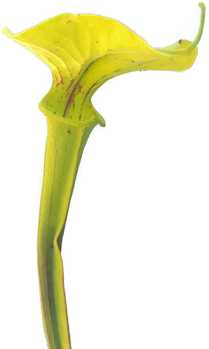 Sarracenia X &quot;Glider&quot;