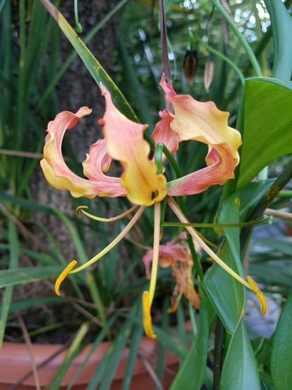 Gloriosa rothschildiana - rot/ gelbe Ruhmeskrone