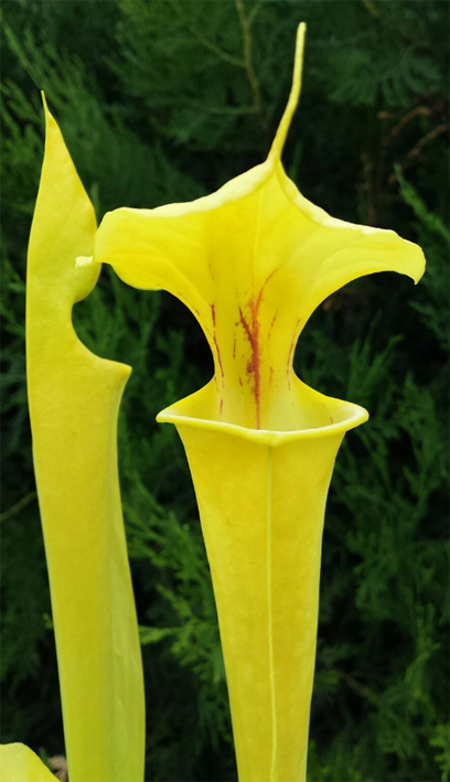 Sarracenia Flava var. Flava - &quot;GOLDIE&quot; MK F257