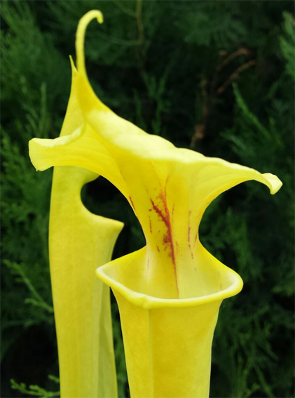 Sarracenia Flava var. Flava - &quot;GOLDIE&quot; MK F257